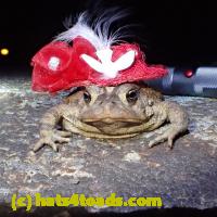 /home//u458753944/public_html/sourcegallery//Roxborough Toad Detour/2013-2019/2019/56435209_10218931138858400_1491156316675112960_o.jpg